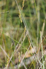 Carex tereticaulis