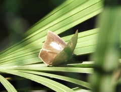 Curetis acuta