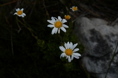 Osmitopsis dentata