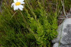 Osmitopsis dentata