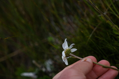 Osmitopsis dentata
