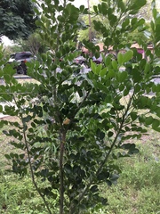 Dermatophyllum secundiflorum