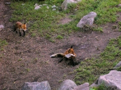 Vulpes vulpes vulpes