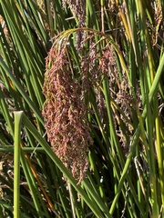 Machaerina articulata