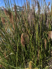 Machaerina articulata