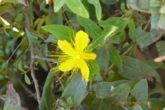 Hypericum hircinum