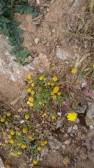 Anthemis rigida