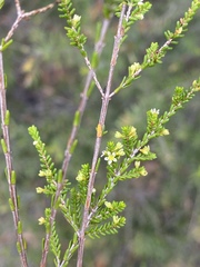 Micromyrtus littoralis