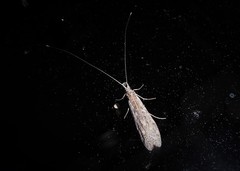 Triplectides obsoletus