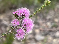 Kunzea capitata seminuda