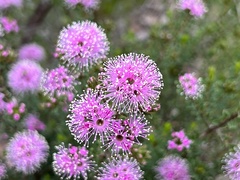 Kunzea capitata seminuda