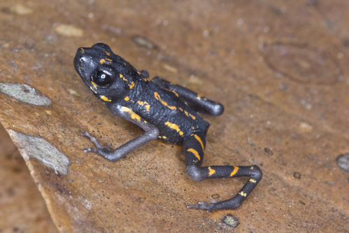 Ansonia tiomanica observed 2012-02-01