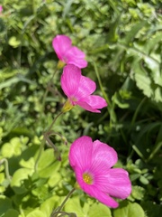 Oxalis bowiei