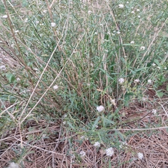 Lepidium graminifolium