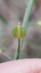Lepidium graminifolium