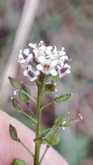Lepidium graminifolium