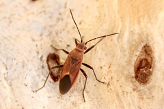 Leptocoris mitellatus