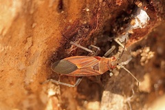 Leptocoris mitellatus