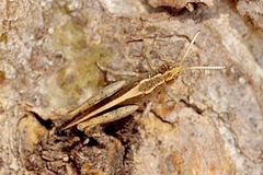 Apotropis vittata