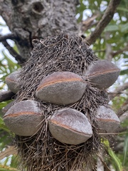 Banksia aemula