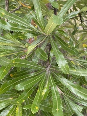 Banksia aemula