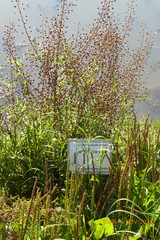 Verbascum heterophyllum