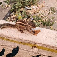 Funambulus pennantii