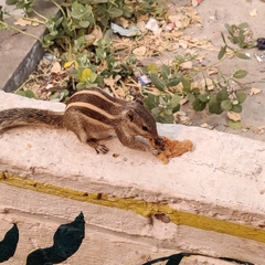 Funambulus pennantii