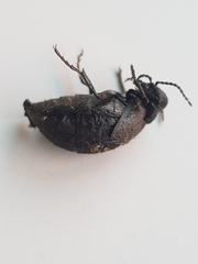 Eurymeloe
