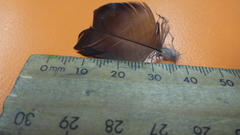 Manorina melanocephala