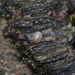 photo of Blue-rayed Limpet (Patella pellucida)