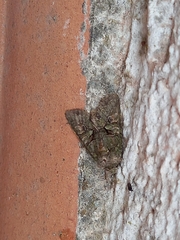 Dryobotodes carbonis