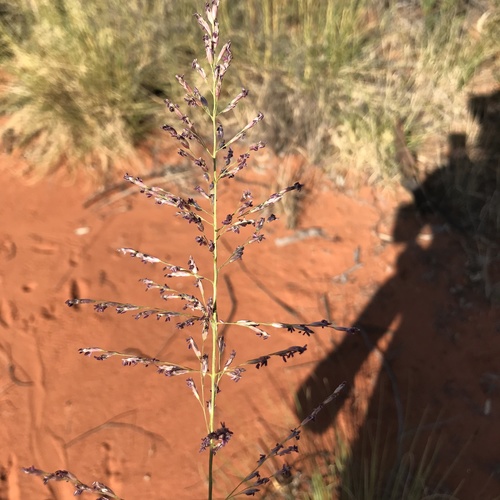 Triodia marginata