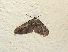 Agriopis bajaria