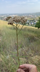 Achillea setacea