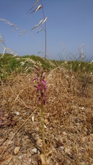 Anacamptis sancta