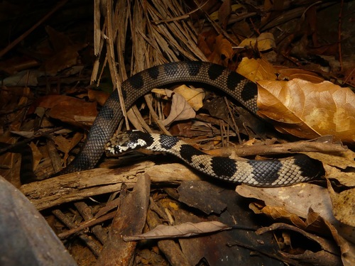 Photo of a Stephen's Banded Snake (Hoplocephalus stephensii)