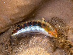Suezichthys arquatus