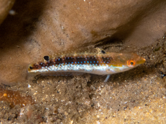 Suezichthys arquatus
