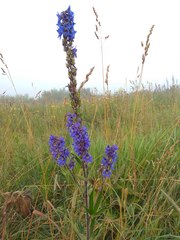 Delphinium retropilosum