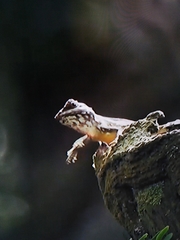 Draco sumatranus