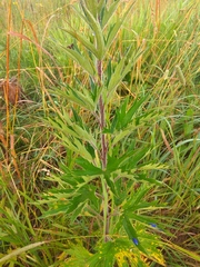 Delphinium retropilosum