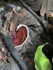Earliella