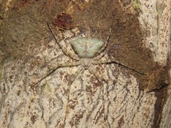 Iviraiva pachyura