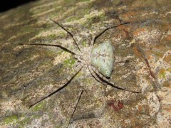 Iviraiva pachyura