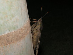 Eupalamides cyparissias