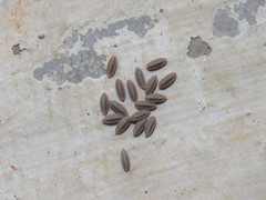 Eupalamides cyparissias