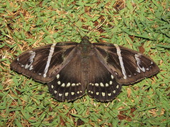 Eupalamides cyparissias