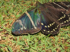 Eupalamides cyparissias
