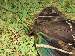 Eupalamides cyparissias